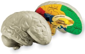 Piankowy model ludzkiego mózgu LER1903 Learning Resources