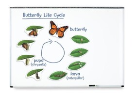 Motyl. Cykl życia