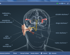 Grafika na MAC Monito - Mozaik screen proces słyszenia.png